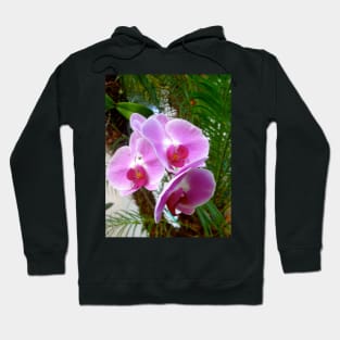 Lavender Orchid Hoodie